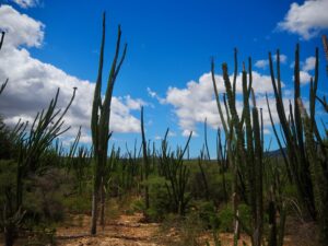 Spiny Forest, Berenty Reserve, Madagascar