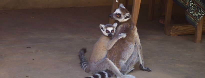 Ring-Tailed Lemur, Berenty Reserve Madagascar