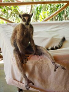 Ring-Tailed Lemur, Berenty Reserve Madagascar