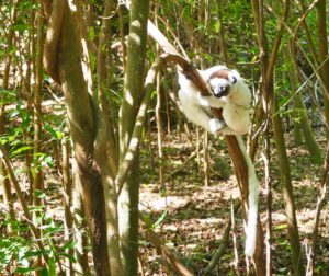 Sifakas Lemur, Berenty Reserve, Madagascar