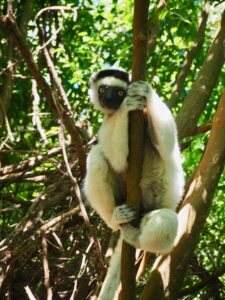 Sifakas Lemur, Berenty Reserve, Madagascar