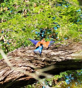 Bird, Berenty Reserve, Madagascar