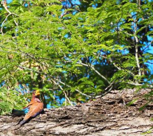 Bird, Berenty Reserve, Madagascar