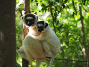 Sifakas Lemur, Berenty Reserve, Madagascar