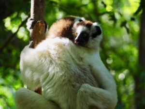 Sifakas Lemur, Berenty Reserve, Madagascar