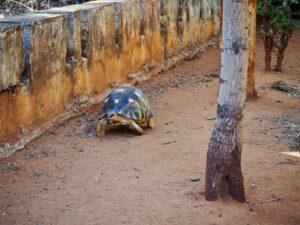 Radiated Tortoise, Berenty Reserve, Madagascar