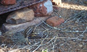 Mating tortoise, Berenty Reserve, Madagascar