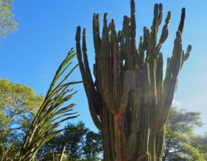 Spiny Forest, Berenty Reserve, Madagascar