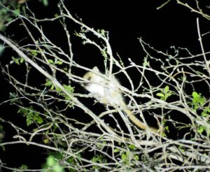 Mouse Lemur, Berenty Reserve Madagascar