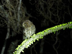 Owl, Berenty Reserve, Madagascar