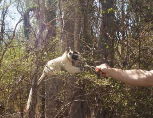 Sifakas Lemur, Berenty Reserve, Madagascar