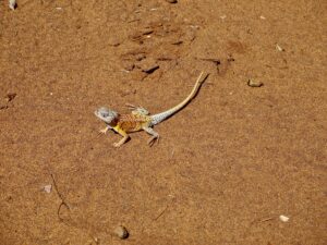 Three eyed lizard, Berenty Reserve, Madagascar