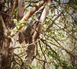 Mating chameleons, Berenty Reserve, Madagascar