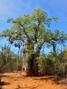 Boabab Trees, Berenty Reserve, Madagascar