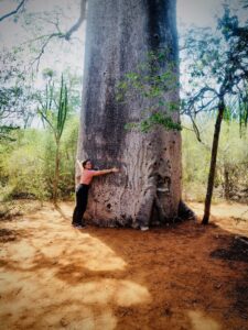 Boabab Trees, Berenty Reserve, Madagascar