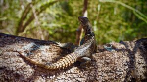 Lizard, Berenty Reserve, Madagascar