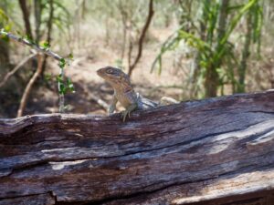 Lizard, Berenty Reserve, Madagascar