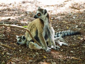 Ring-Tailed Lemur, Berenty Reserve Madagascar