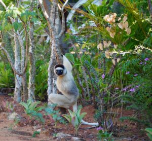 Sifakas Lemur, Berenty Reserve, Madagascar