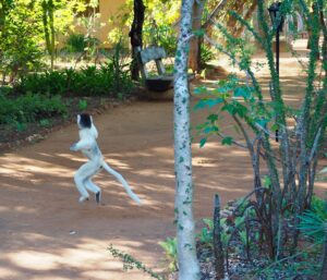 Sifakas Lemur, Berenty Reserve, Madagascar