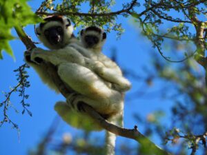 Sifakas Lemur, Berenty Reserve, Madagascar