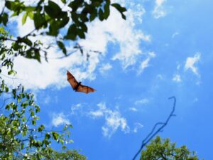 Flying Fox, Berenty Reserve, Madagascar