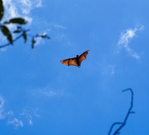 Flying Fox, Berenty Reserve, Madagascar