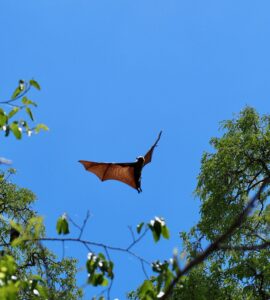 Flying Fox, Berenty Reserve, Madagascar