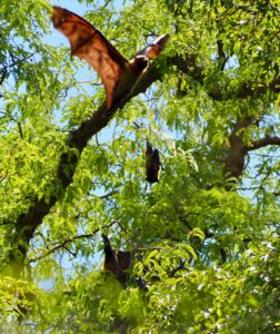 Flying Fox, Berenty Reserve, Madagascar