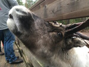 Reindeer, Helsinki, Finland