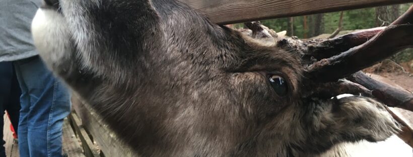 Reindeer, Helsinki, Finland