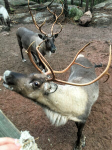 Reindeer, Helsinki, Finland