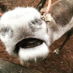 Reindeer, Helsinki, Finland