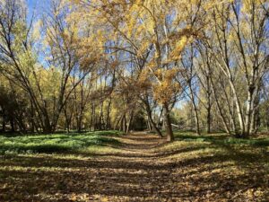 Logrono, Spain in Autumn