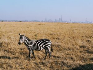 Nairobi National Park, Kenya