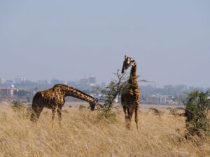 Nairobi National Park, Kenya