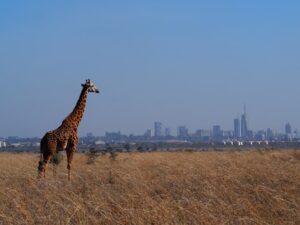 Nairobi National Park, Kenya