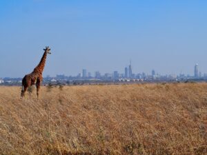 Nairobi National Park, Kenya