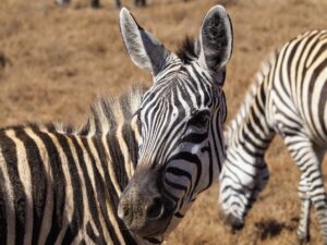 Nairobi National Park, Kenya