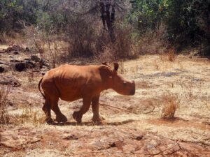 Rhino Sheldrick Wildlife Trust, Nairobi, Kenya