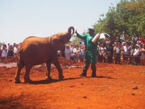 Elephants Sheldrick Wildlife Trust, Nairobi, Kenya