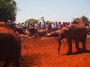 Elephants Sheldrick Wildlife Trust, Nairobi, Kenya