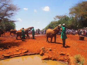 Elephants Sheldrick Wildlife Trust, Nairobi, Kenya