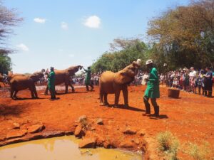 Elephants Sheldrick Wildlife Trust, Nairobi, Kenya