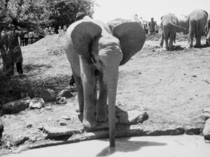 Elephants Sheldrick Wildlife Trust, Nairobi, Kenya