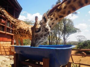 Giraffe Centre, Nairobi, Kenya