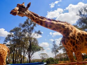 Giraffe Centre, Nairobi, Kenya