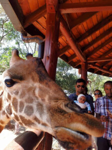 Giraffe Centre, Nairobi, Kenya